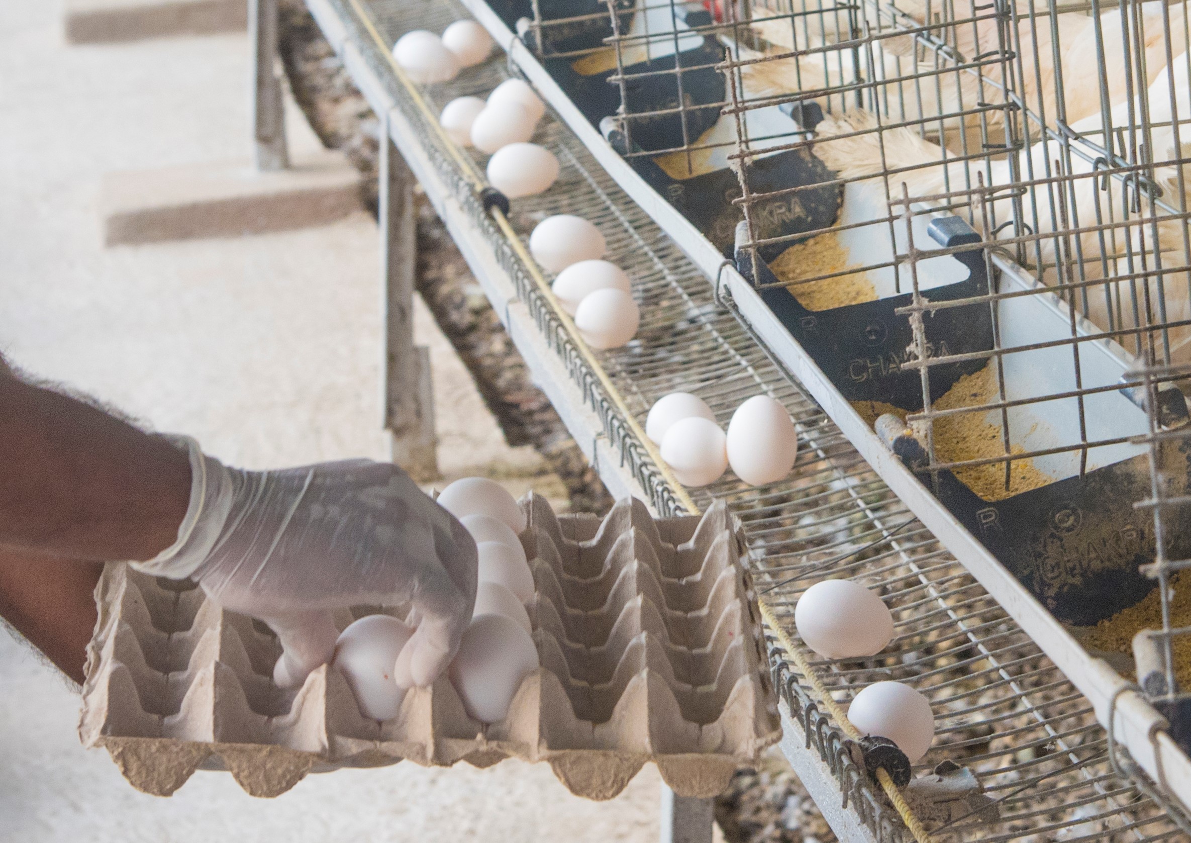Poultry Business