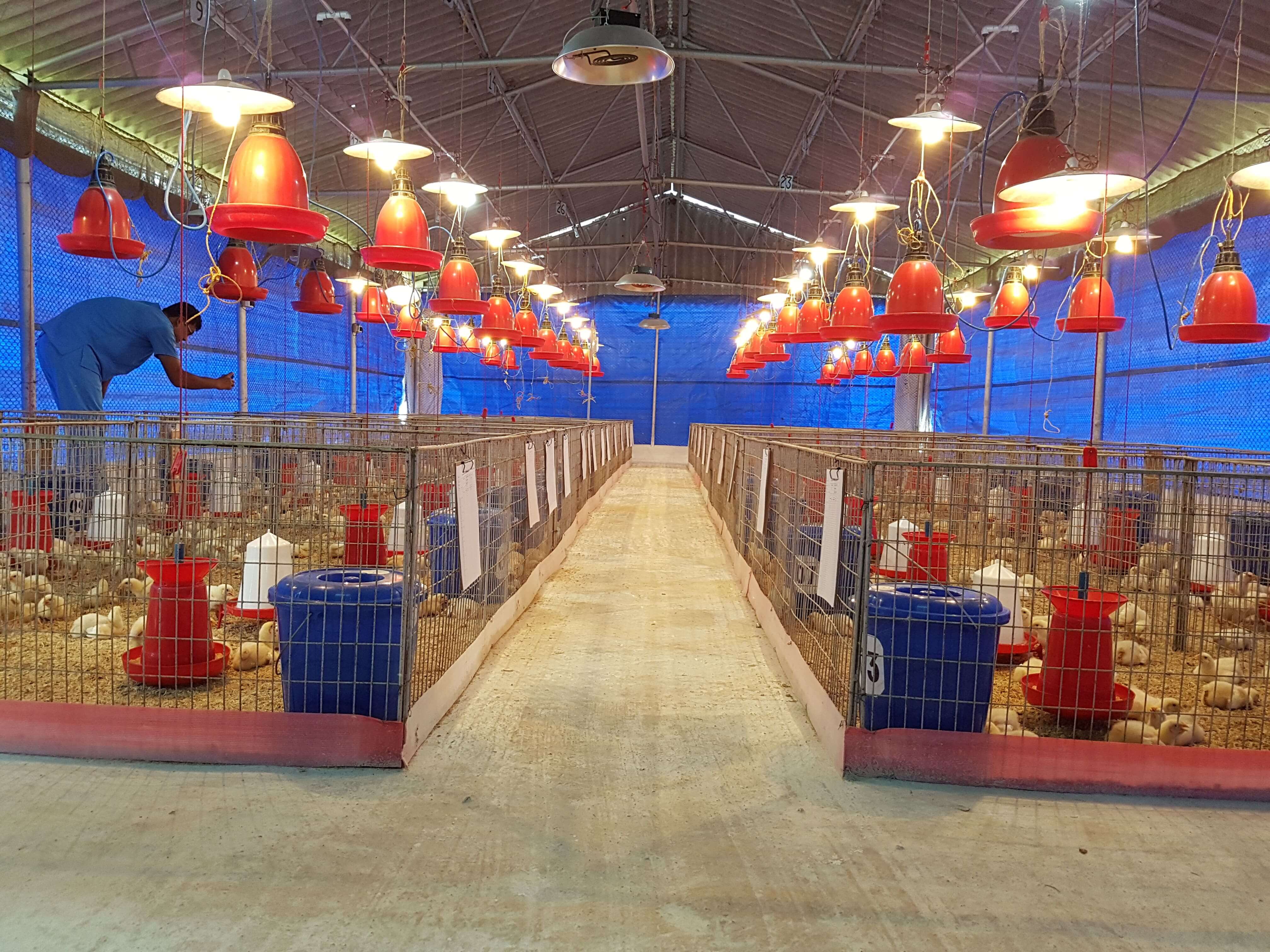 Poultry Farming