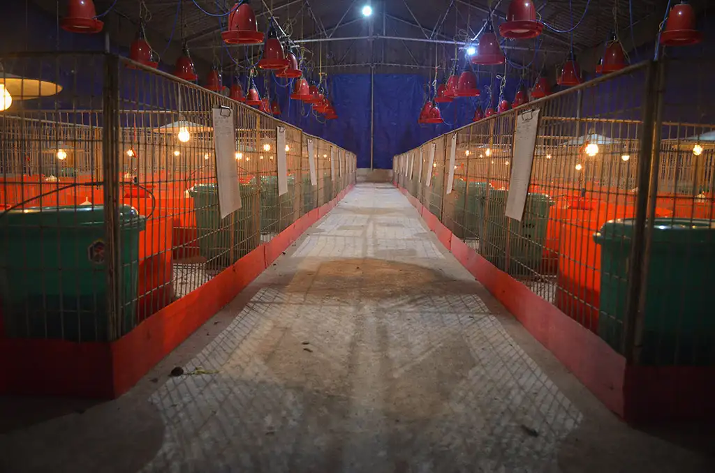 Broiler Facility Gallery 1