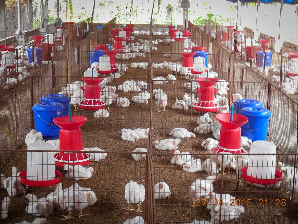 Broiler Facility Gallery 10