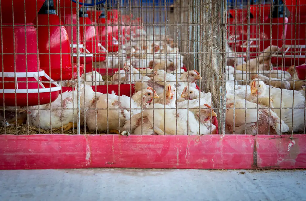 Broiler Facility Gallery 12