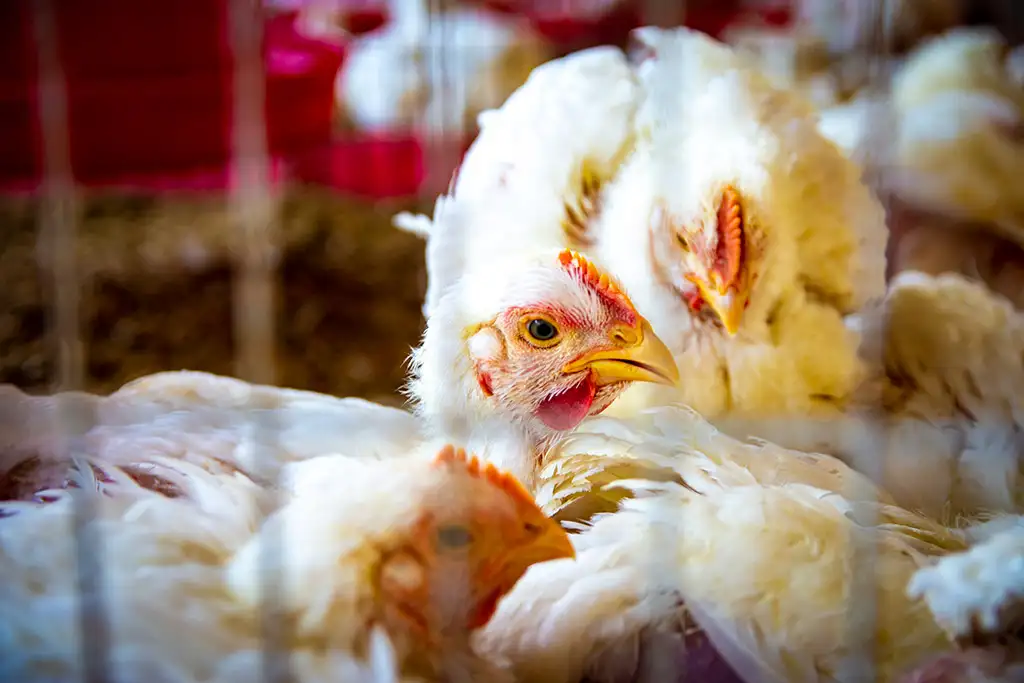 Broiler Facility Gallery 15