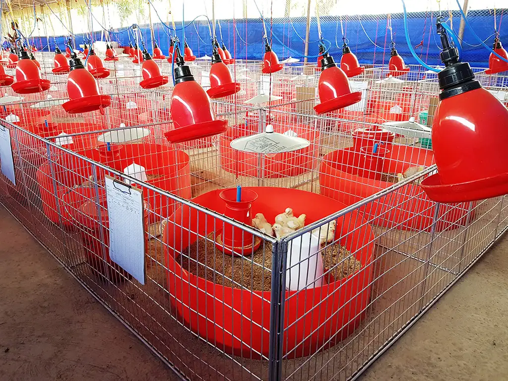 Broiler Facility Gallery 18