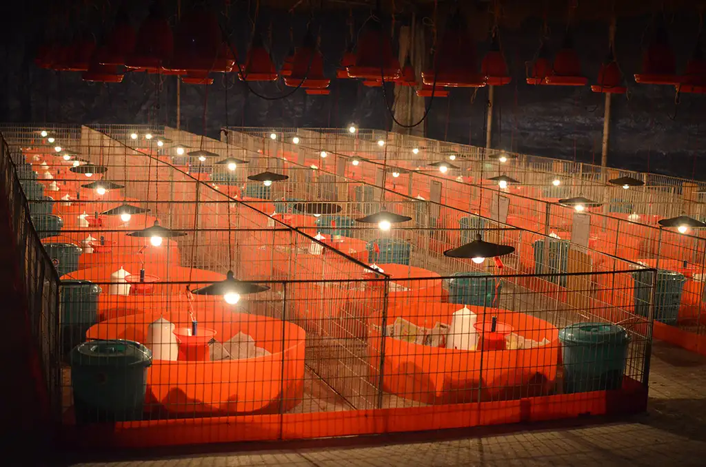 Broiler Facility Gallery 5