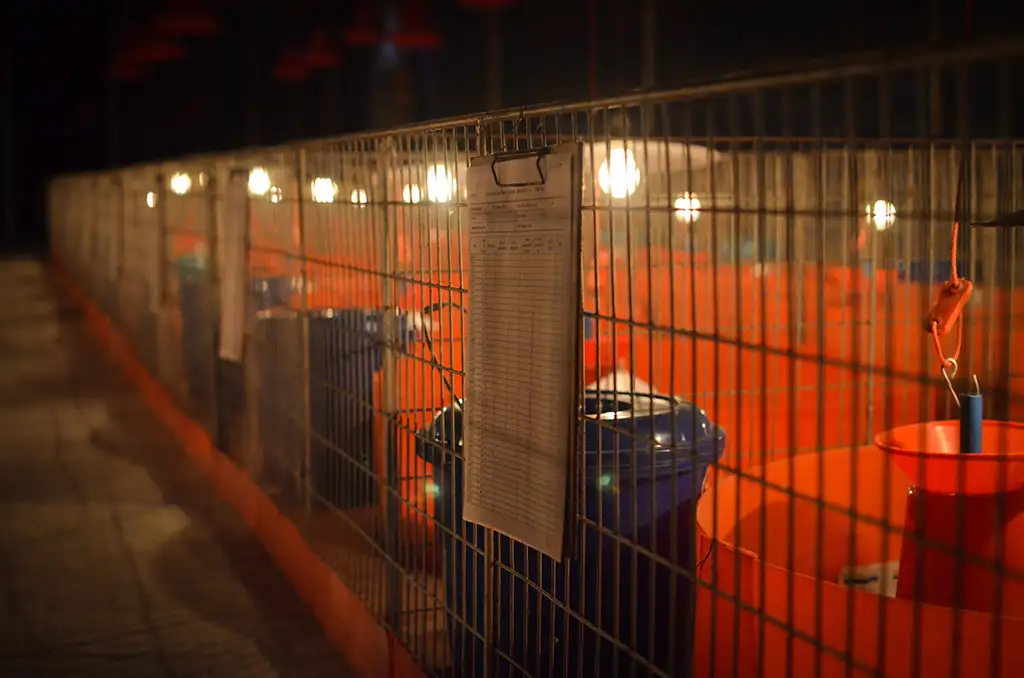 Broiler Facility Gallery 7