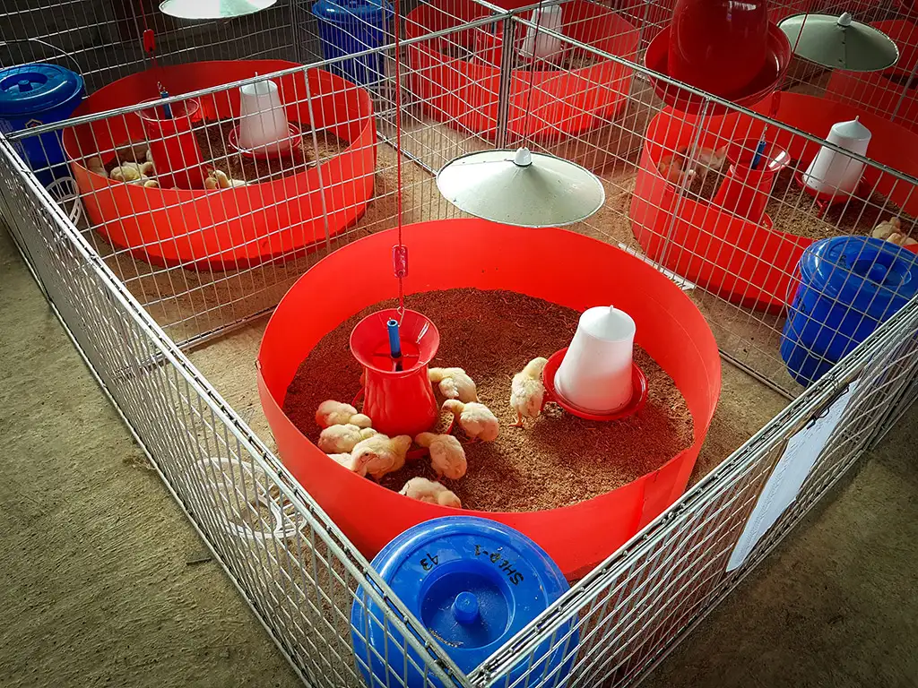 Broiler Facility Gallery 9