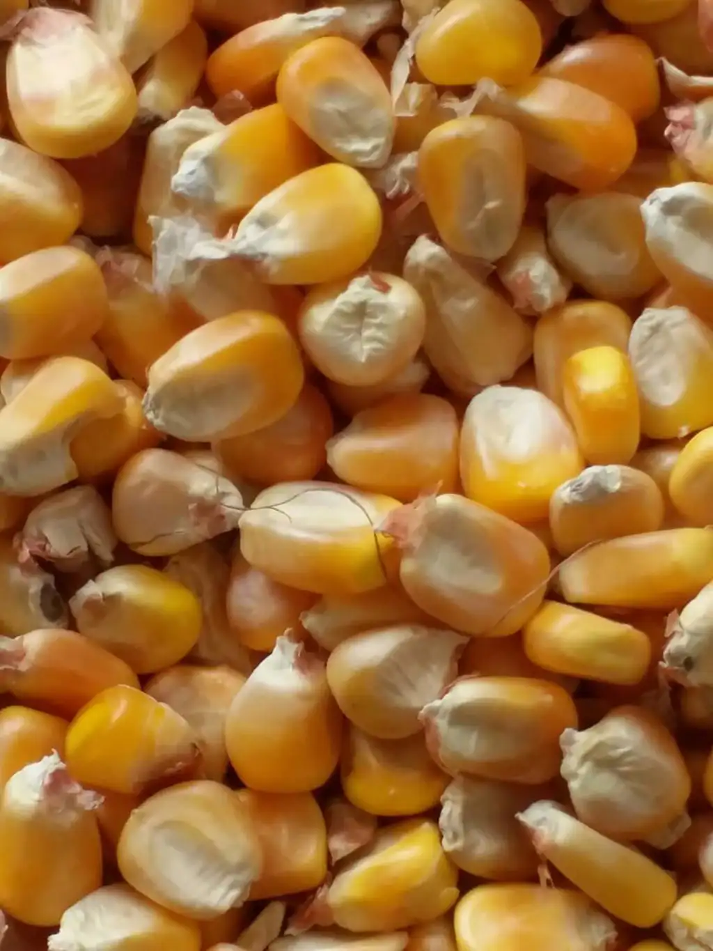 Inspection Service Gallery 8