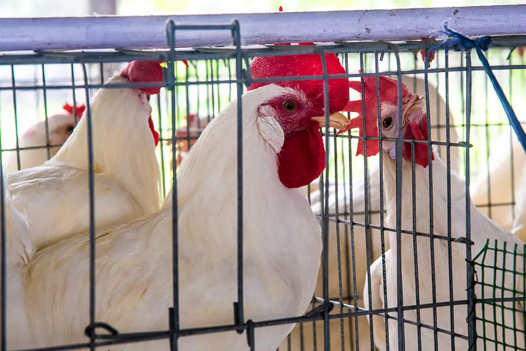 Layer Facility Gallery 11