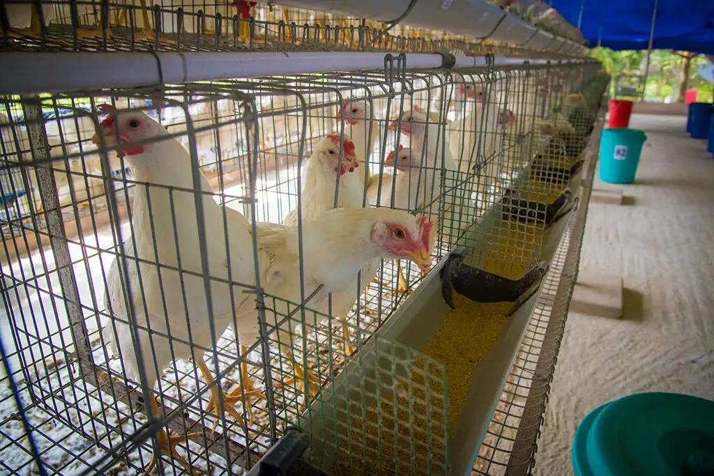 Layer Facility Gallery 2