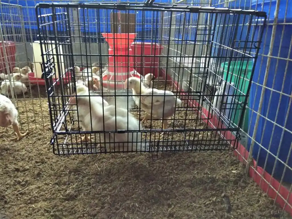 Metabolism Trial Facility Gallery 8